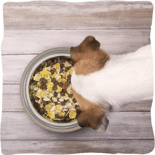 DIET COMPLETE  G00036 - Image 3