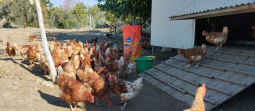 ΤΡΟΦΗ ΑΥΓΟΠΑΡΑΓΩΓΗΣ ΑΥΞΗΣΗ ΠΟΣΟΤΗΤΑΣ ΚΑΙ ΜΕΓΕΘΟΥΣ (ΤΡΑΧΑΝΑΣ) 25kg OV301SB - Image 3